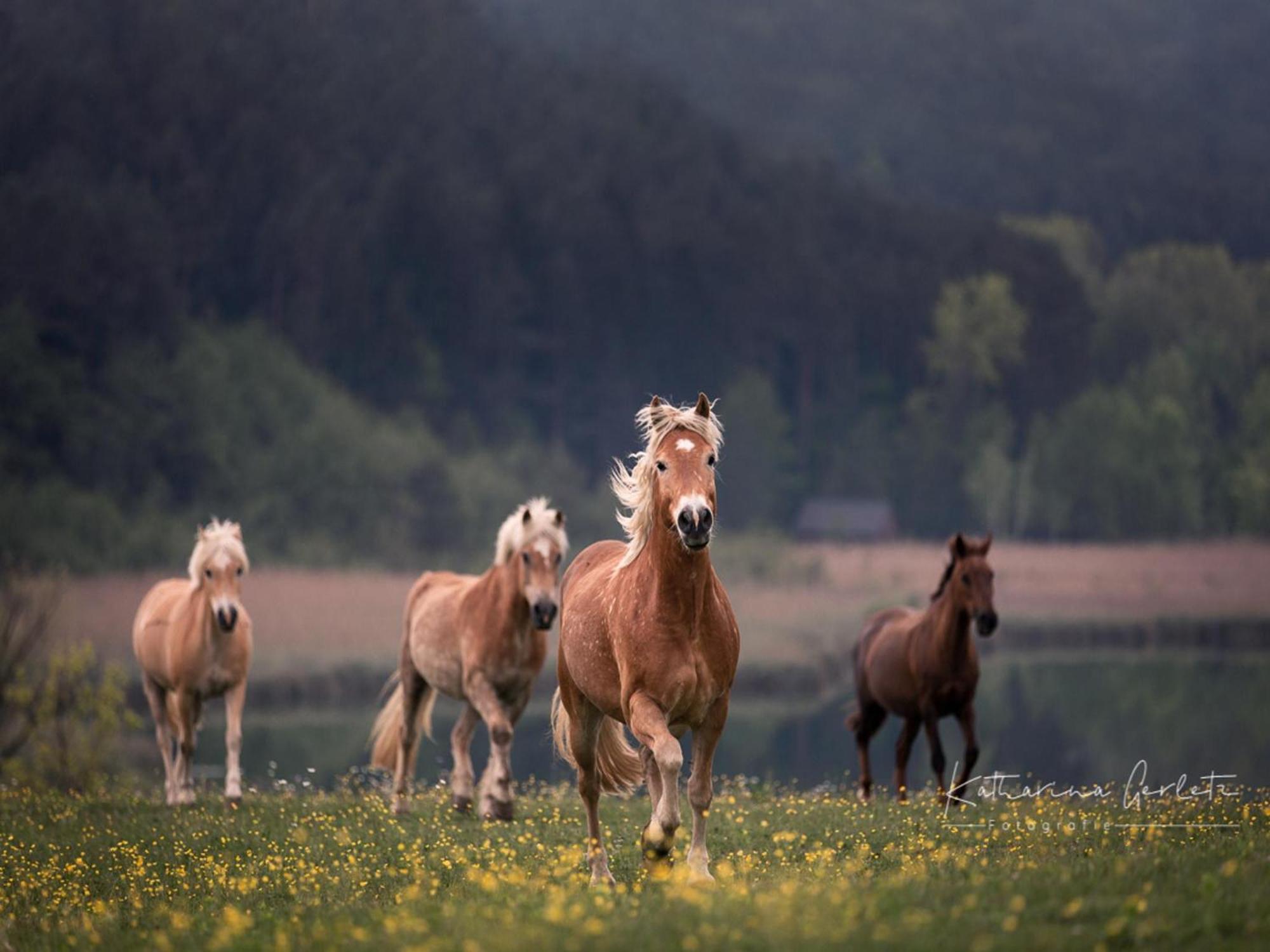 Ilsenhof Am Turnersee Obersammelsdorf ภายนอก รูปภาพ